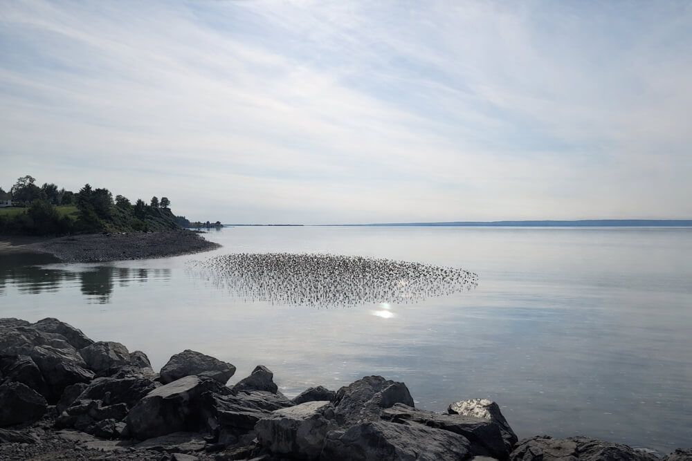 Minas Basin shoreline along the Bay of Fundy in Nova Scotia, a peaceful coastal stop near NATURA Wilderness Resort