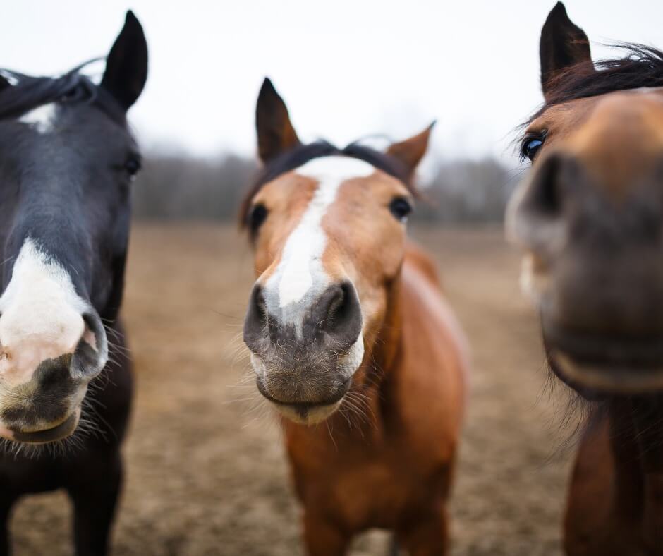 Friendly trail horses at Evangeline Trail Rides in Stanley Nova Scotia.
